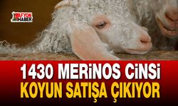 1430 Merinos cinsi koyun satışa çıkıyor