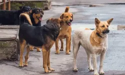 Sokak köpeği sorununda Hollanda modeli gündemde