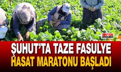 Şuhut’ta Taze Fasulye Hasat Maratonu Başladı