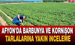 Afyon'da Barbunya ve Kornişon Tarlalarına Yakın İnceleme