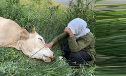 Uçurumdan düşen ineği için ağmaıştı