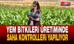 Yem Bitkileri Üretiminde Saha Kontrolleri Yapılıyor