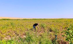 Emirdağ'da şeker mısır ve patates tarlaları incelendi