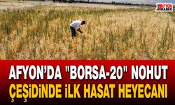 Afyon’da "Borsa-20" nohut çeşidinde ilk hasat heyecanı
