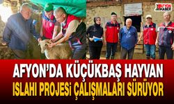 Afyon’da küçükbaş hayvan ıslahı projesi çalışmaları sürüyor