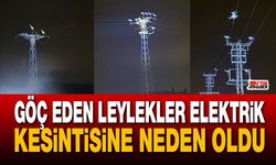 Afyon’da leylek göçü elektrikleri kesti