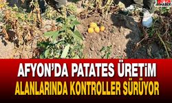 Afyon’da patates üretim alanlarında kontroller sürüyor