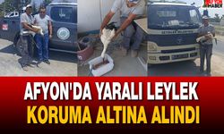 Afyon'da yaralı leylek koruma altına alındı