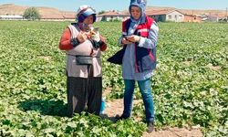 Gıda güvenliği için hasat öncesi pestisit denetimleri sürüyor