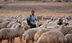 Çoban hırsızlarla işbirliği yaptı, sürüyü çaldırdı!..