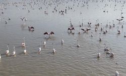 Nasreddin Hoca’nın gölü küllerinden doğdu