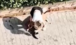 Ağızlıksız gezdirilen Pitbull kediyi parçaladı