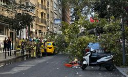 Şişli'de araçların üzerine ağaç devrildi