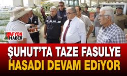 Afyon Şuhut'ta taze fasulye hasadı devam ediyor
