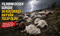 Yıldırım düşen sürüde 36 küçükbaş hayvan telef oldu