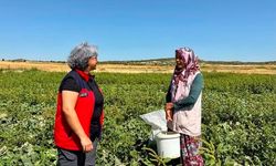 Afyon’da turşuluk hıyar hasadı sürüyor