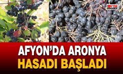 Afyon’da aronya hasadı başladı