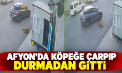 Afyon’da köpeğe çarpıp durmadan gitti!