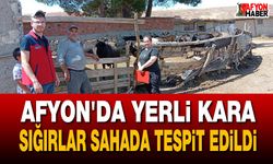 Afyon’da yerli kara sığırlar sahada tespit edildi