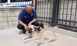 Kedi, köpeği annesi zannediyor!..