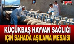Küçükbaş hayvan sağlığı için sahada aşılama mesaisi
