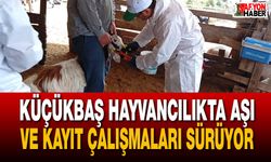 Küçükbaş hayvancılıkta aşı ve kayıt çalışmaları sürüyor