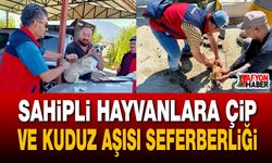 Sahipli hayvanlara çip ve kuduz aşısı seferberliği