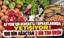 Afyon’un bereketli topraklarında yetişiyor! 100 bin ağaçtan 2 bin ton ürün