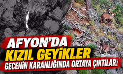 Afyon’da kızıl geyikler gecenin karanlığında ortaya çıktılar!