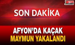 Afyon’da kaçak maymun yakalandı!
