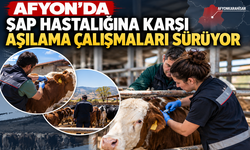 Afyon’da şap hastalığına çalışmalar sürüyor