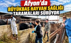 Afyon'da büyükbaş hayvan sağlığı taramaları sürüyor