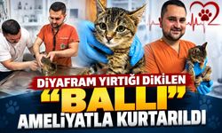 Diyafram yırtığı dikilen "Ballı" ameliyatla kurtarıldı