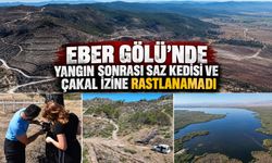 Eber Gölü'nde Yangın Sonrası Saz Kedisi ve Çakal İzine Rastlanamadı!