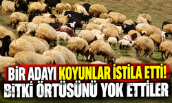 Bir adayı koyunlar istila etti! Bitki örtüsünü yok ettiler