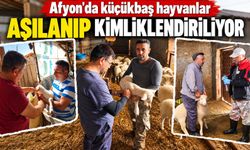 Afyon'da küçükbaş hayvanlar aşılanıp kimliklendiriliyor