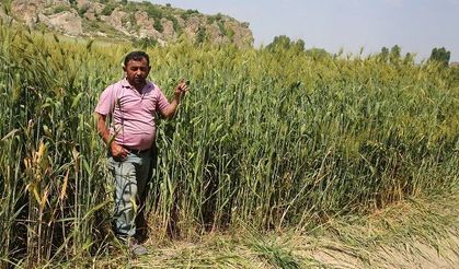Afyon'da boyu 2 metreye yaklaşan buğday