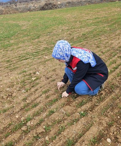 Hububat ve haşhaş tarlaları kontorl ediliyor