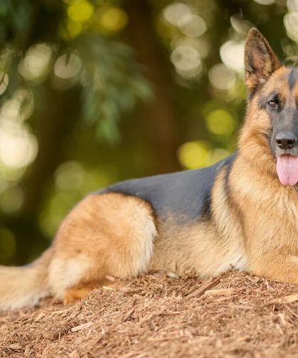 Alman Kurdu Özellikleri, Bakımı ve Beslenmesi
