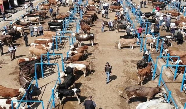 Afyon'da canlı hayvan pazarları yeniden açılıyor