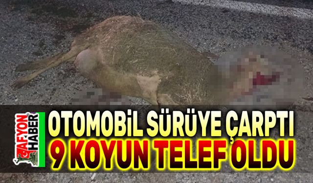 Afyon'da otomobil sürüye çarptı, 9 koyun telef oldu