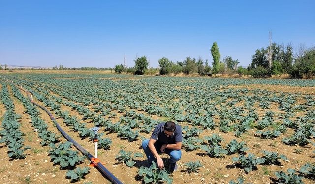 Afyonkarahisar’da brokoli alanları incelendi