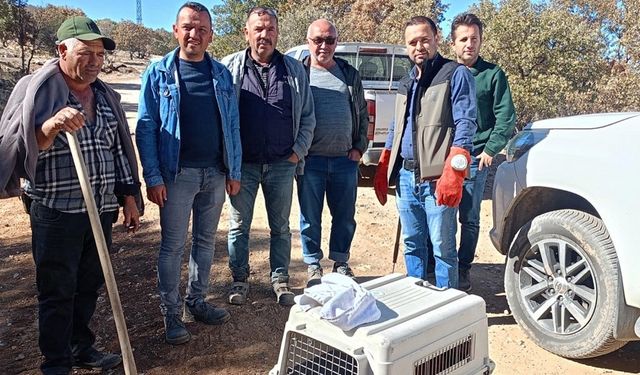 Doğada yaralı bulunan hayvanlar koruma altına alındı