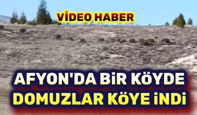 Afyon'da  bir köyde domuz sürüsü köye indi!..