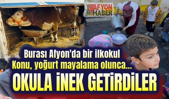 Burası Afyon'da bir okul!.. Okula inek getirdiler!..