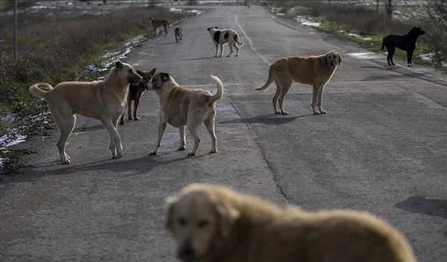 Afyon'da sokak hayvanları ile ilgili yeni tedbirler