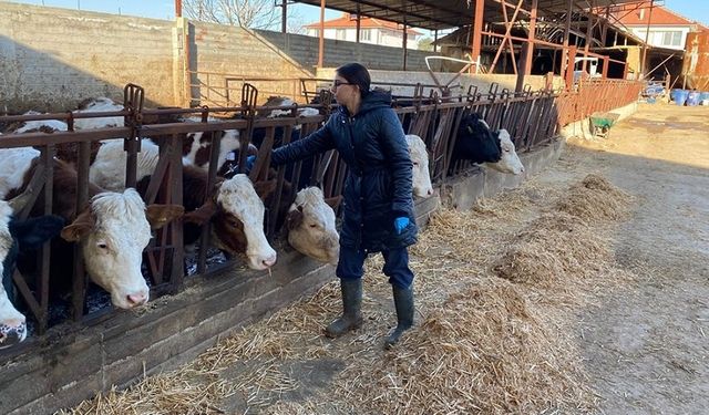 Başmakçı'da şap aşısı çalışmaları başlatıldı
