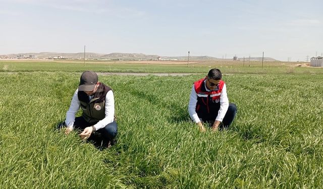 Hububat ekili alanlarda hastalıklara karşı kontroller