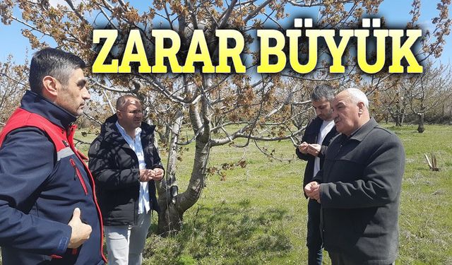 Afyonkarahisar’da tarım alanlarını zirai don vurdu