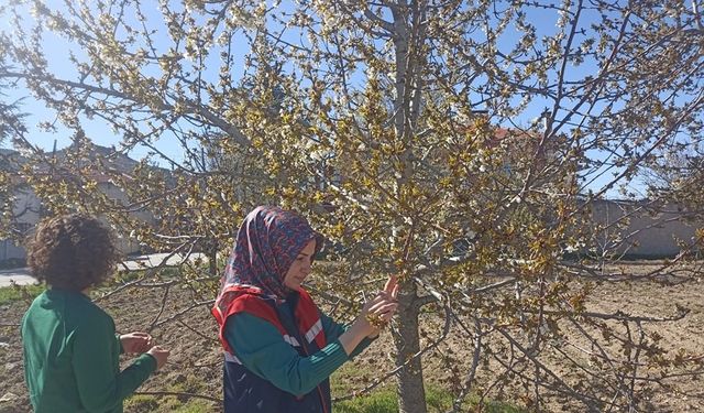 Afyon'da zirai don hasar tespit çalışmaları devam ediyor